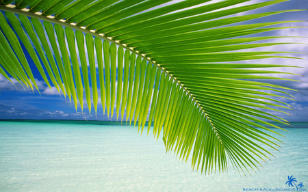 Beach Palm Leaf - sky, ocean, beach, clouds, water, leaf, palm