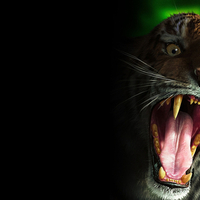 Tiger wallpaper