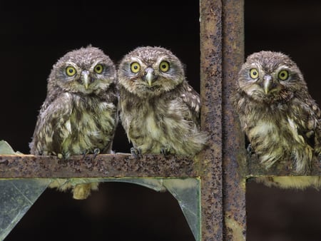 Owls - owls, birds, window glass, chicks, broken, wallpaper