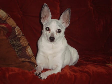 Pretty dog - pretty, cute, dog, sitting, terrier