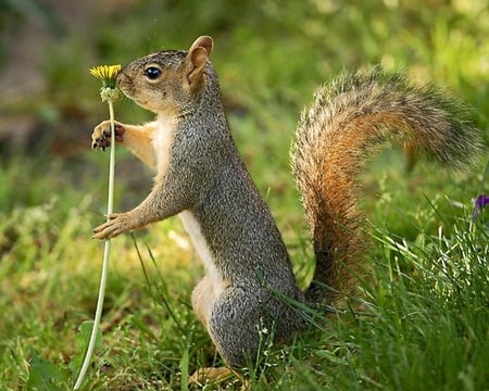 for you - nature, squirrel, flower, wild