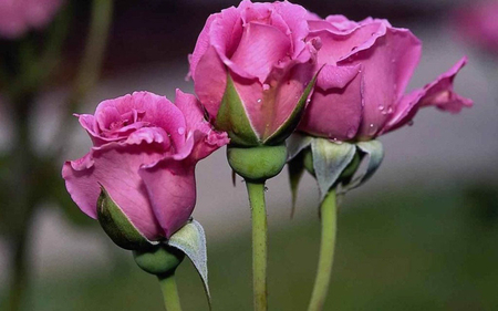 love pink - beauty, nature, pretty, roses, pink, photography, rose, flower