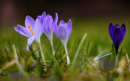 Crocuses(for Daniela) - nature, crocuses, flowers, violet, spring