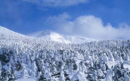 Snow Covered Trees - trees, winter, blue, snow, light, mountain, white, cold, day, sky