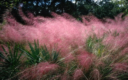 pink-flowering-grass - field, pretty, grass, pink