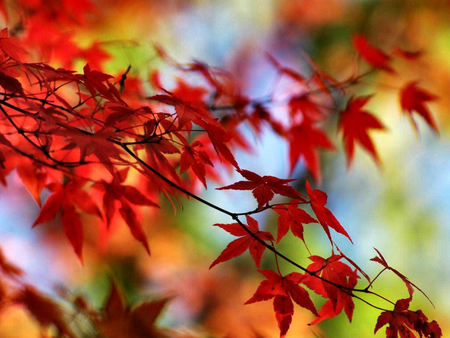 Red Maple Leaves F2 - nature, fall, trees, forest, photography, leaves, colors, photo