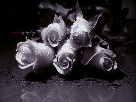 Roses with Tears - droplets, tears, roses, sad