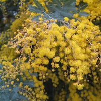 Australian Wattle