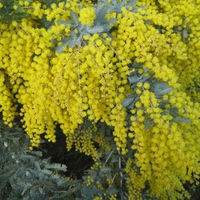 Australian Wattle