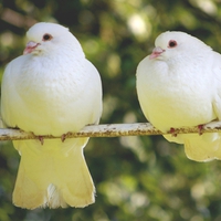 Two of my Garden Doves