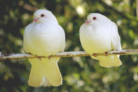 Two of my Garden Doves - white, pair, doves, perch