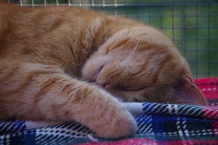 Our Albert in Dreamland - tabby, sleeping, cat, red