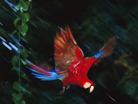 Beautiful Parrot - bird, flying, parrot, multicolored