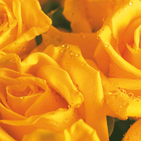 Rose Yellow