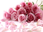 Roses Pink