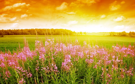 I wish you a day filled with sunshine - green, golden sky, field, morning, wilflowers, pink, sun