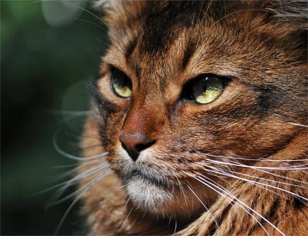 PURRFECT - tabby, whiskers, close up, cat, beautiful, eyes, head