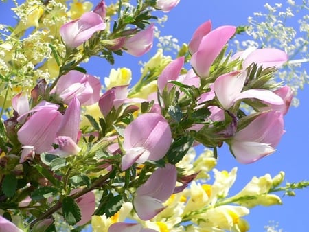 Reach for the Sky - pretty, blue, petals, pink, leaves, white, floral, sky, lemon