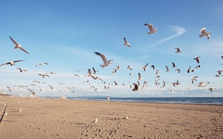 gulls of summer - beach, photography, sand, sea, gulls, birds