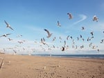 gulls of summer