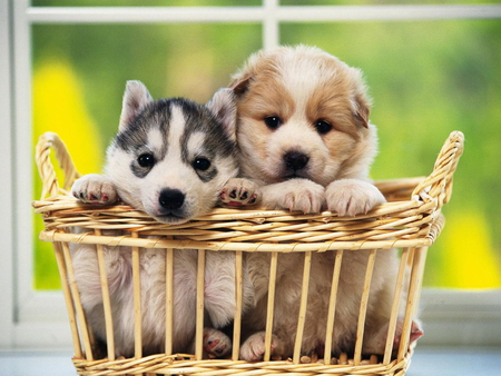 Cute Puppies - basket, picture, baby, cool, in basket, dog, canine, cute, puppies