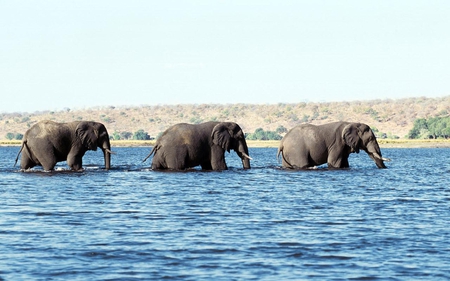 Elephants - elephants, in water, picture, cool