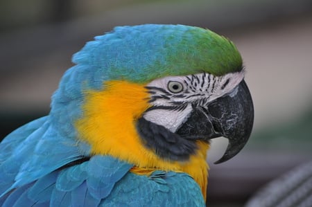 Colourful Macau - stunning, colorful, beauty, feathery