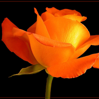 Glowing Orange Rose