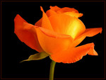 Glowing Orange Rose