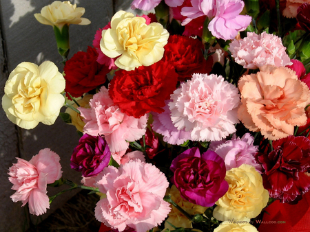 Carnations - colorful, spicy, flower, petals, sweet, smells