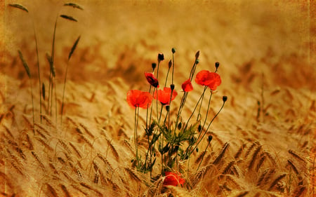 Poppies - nature, wheat, red, field, poppies, gold