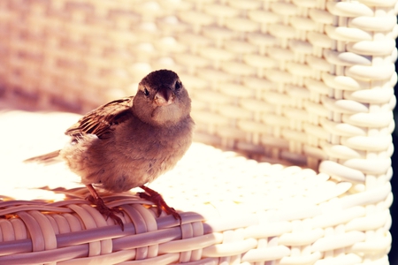 cute little bird - bird, sparrow, cute, little, rattan chear