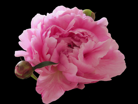 Love Me Tender - rose, pink, still life, buds