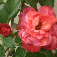 Roses After the Rain