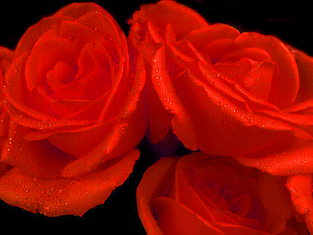 Roses - rose, romance, love, flower, petals