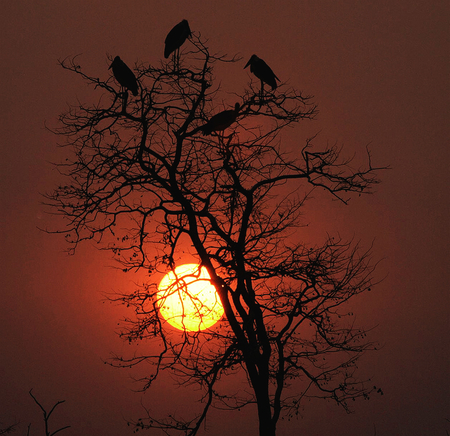 Beautiful Sunset - birds, sunset, tree, beautiful