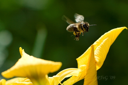 Bizzy Bee at work - nature, bee, yellow, wild, wings, insect, flowers