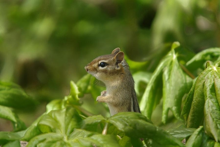 Chipmunk - chipmunk, forest, plants, animals, cute, nature, green