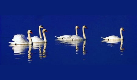 Group swim - group, white, swans, blue water, swim