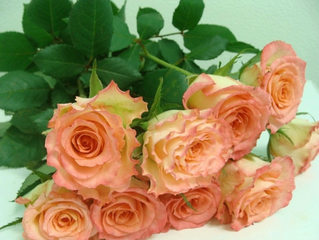 Peach Colored Roses