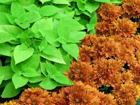 Mums - mums, flowers, orange, leaves, green