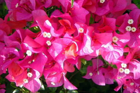 Wall of Pink - pink, beauty, flowers, natute, wall