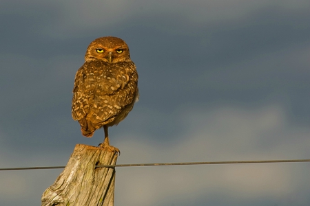 Wise Gaze - sky, fence, clouds, owl, bird