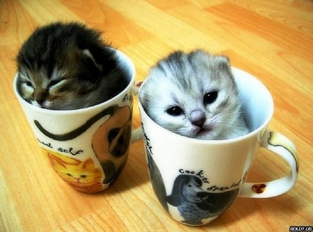 Cute Kitties - black, white, cute, cats, cup, kitties