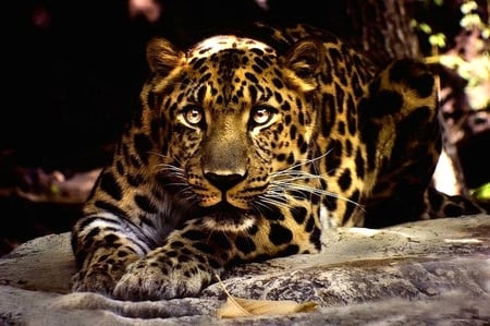 Look At You - leopard, cat, animals, cats, beautiful, animal, big