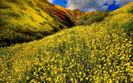 YELLOW BLOSSOMS - hill, valley, field, yellow, flowwers, mountain