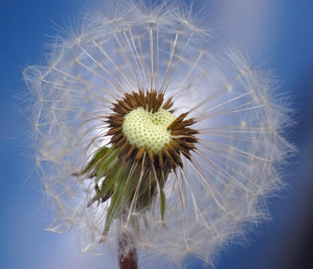 universe - nature, close up, blue, dandelion, seed