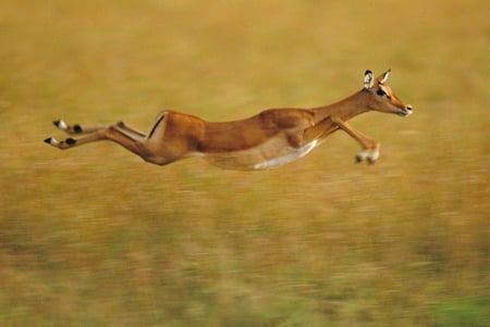 flying - flying, nature, antelope, wild, africa