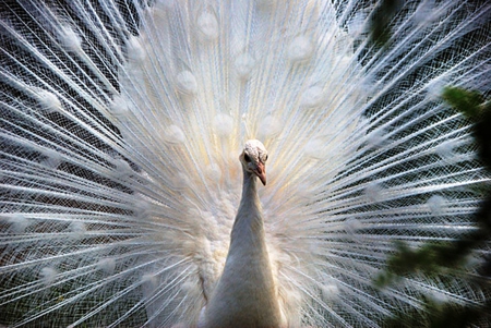 White Peacock - white, nature, pretty, feathers, peacocks, birds