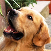 Faithful Friend
